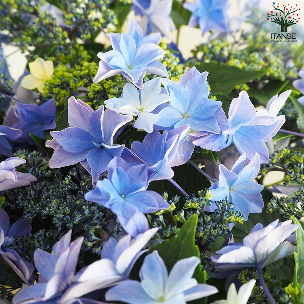 アジサイ 雨のち星(アメノチホシ)【花苗 5号底面給水鉢】｜ 【植物の