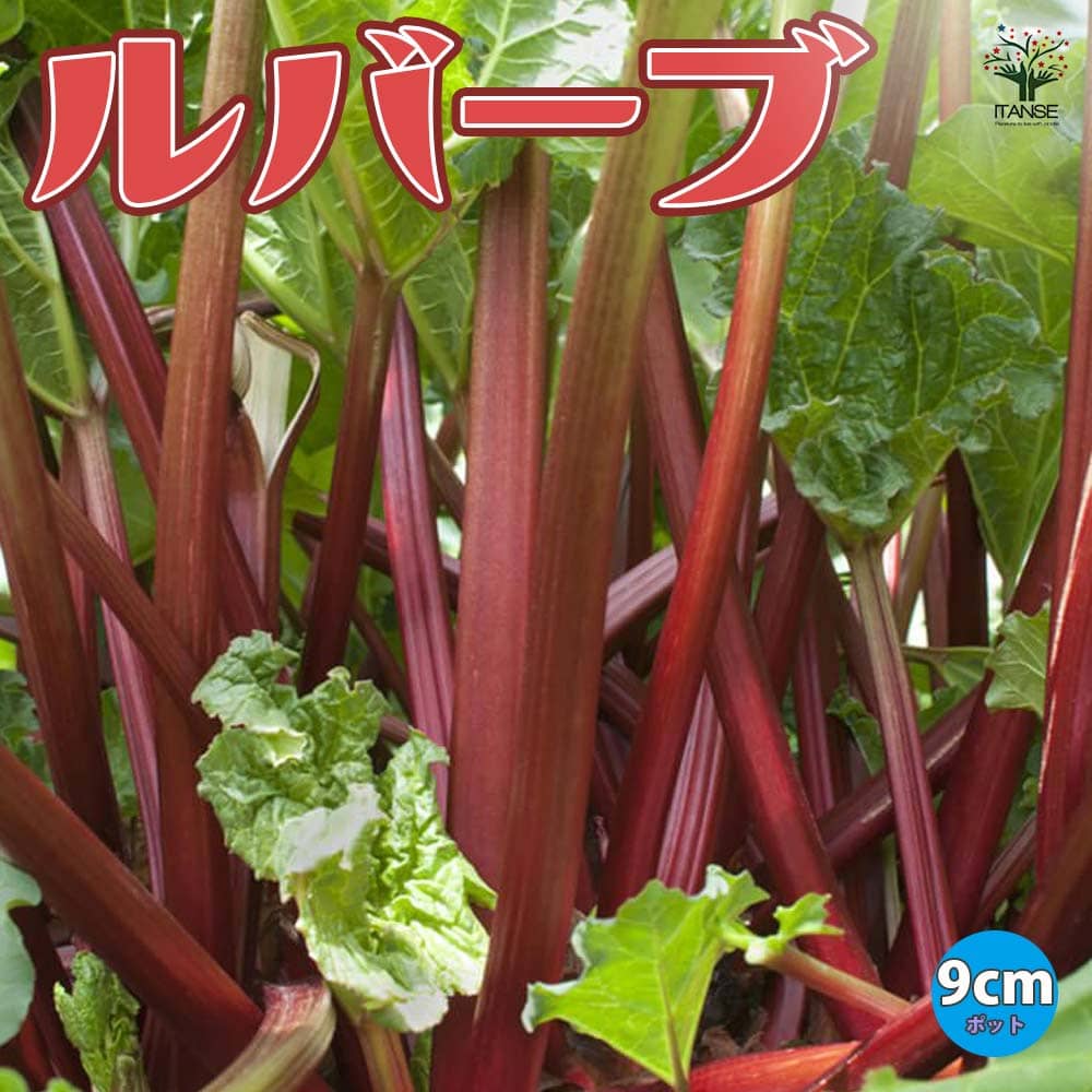 ルバーブの苗2個～【ハーブの苗 9cmポット】