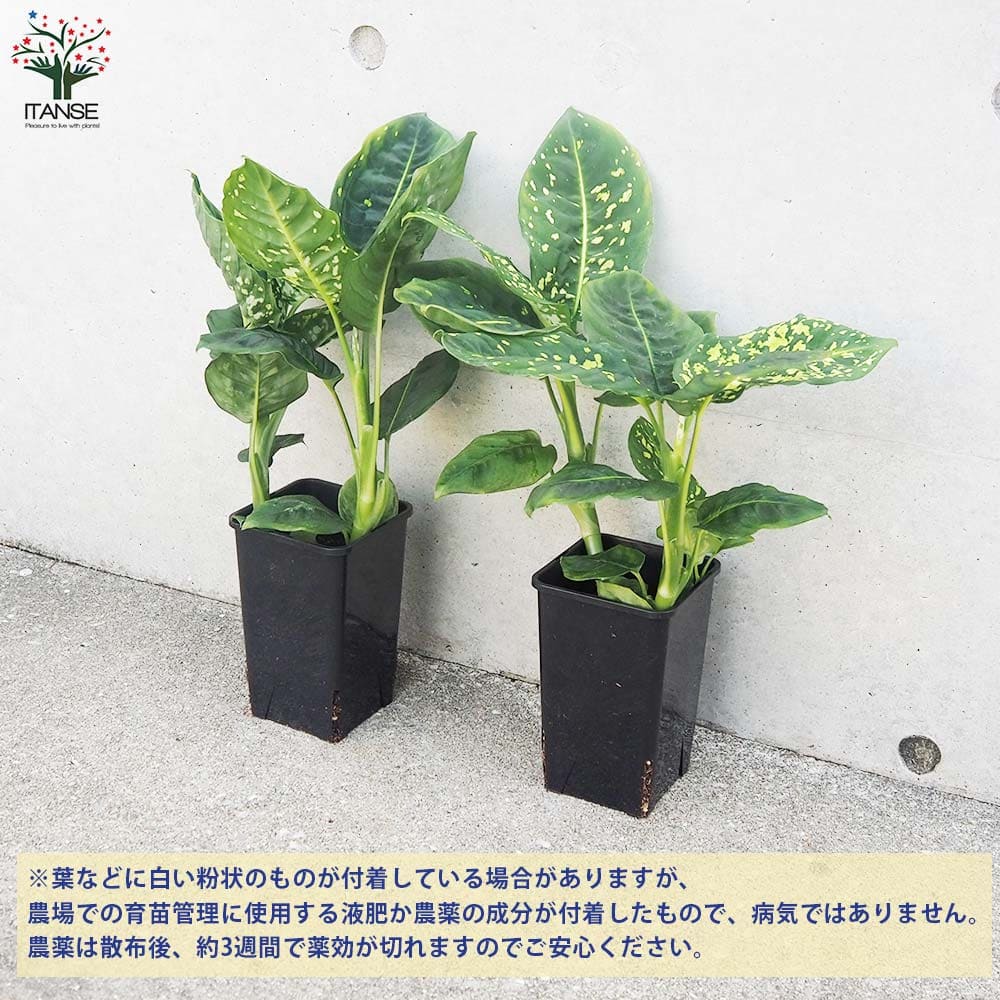 ディフェンバキア リフレクタ【観葉植物 4号鉢】｜ 【植物の