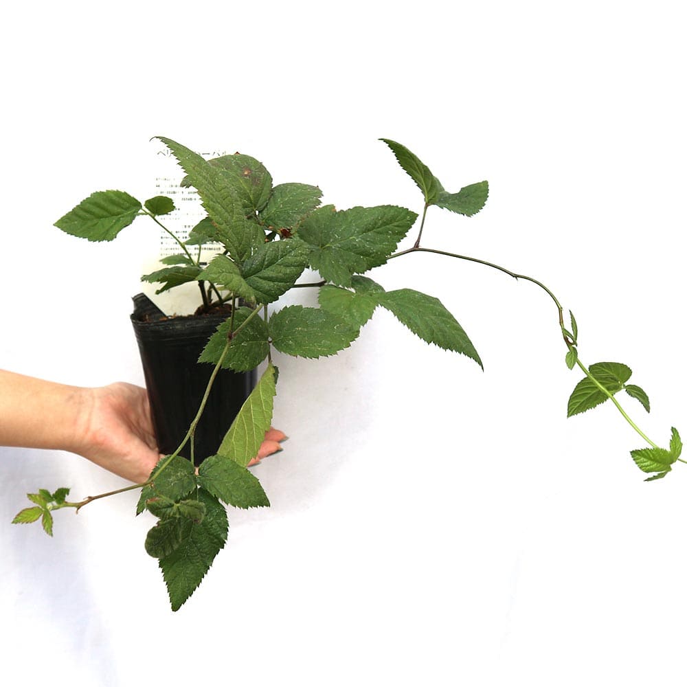 ラズベリーの苗木 ボイソンベリー【果樹苗 1年生 挿木苗9cmポット