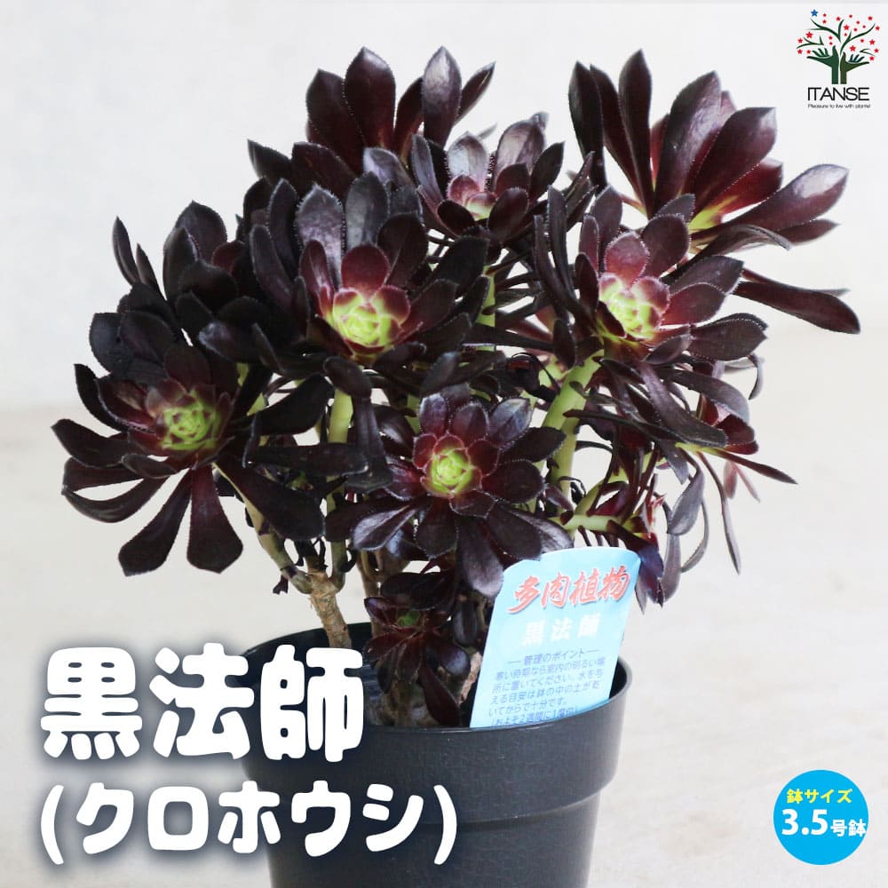 黒法師 (クロホウシ) 【多肉植物 3.5号ポット】