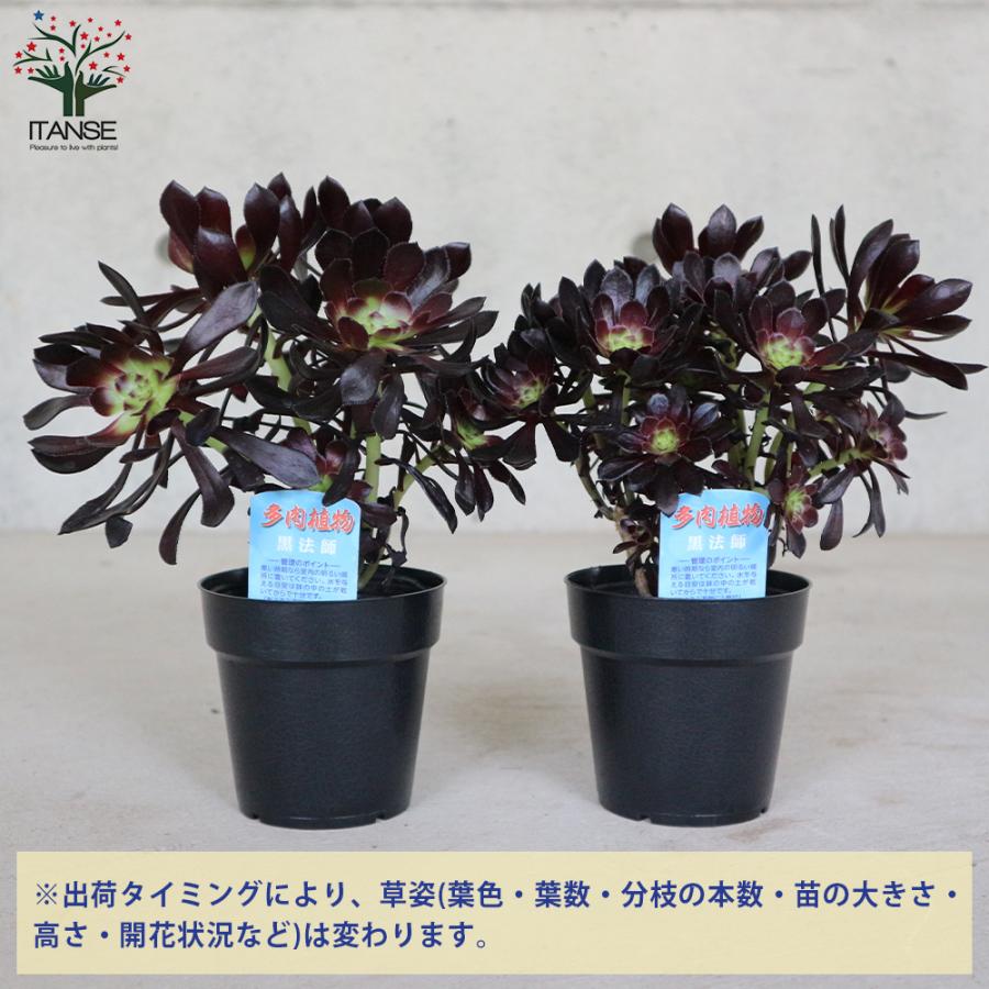黒法師 (クロホウシ) 【多肉植物 3.5号ポット】｜ 【植物の