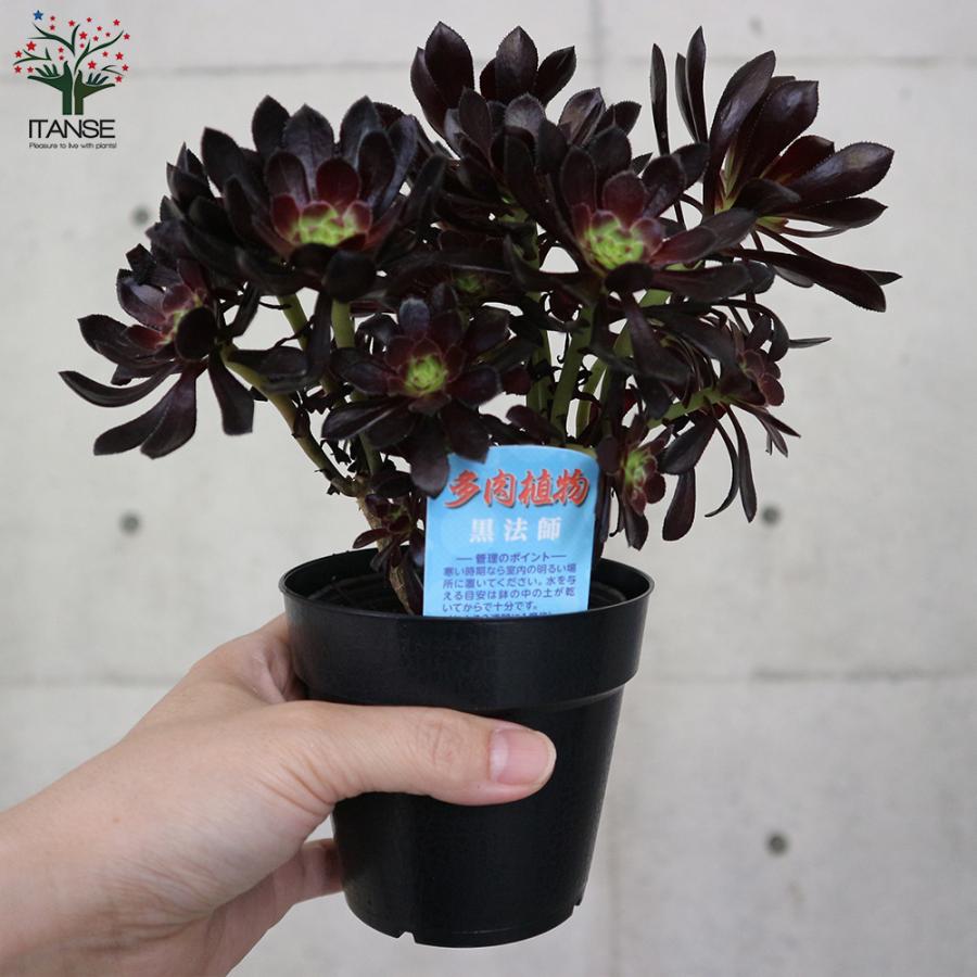 黒法師 (クロホウシ) 【多肉植物 3.5号ポット】｜ 【植物の