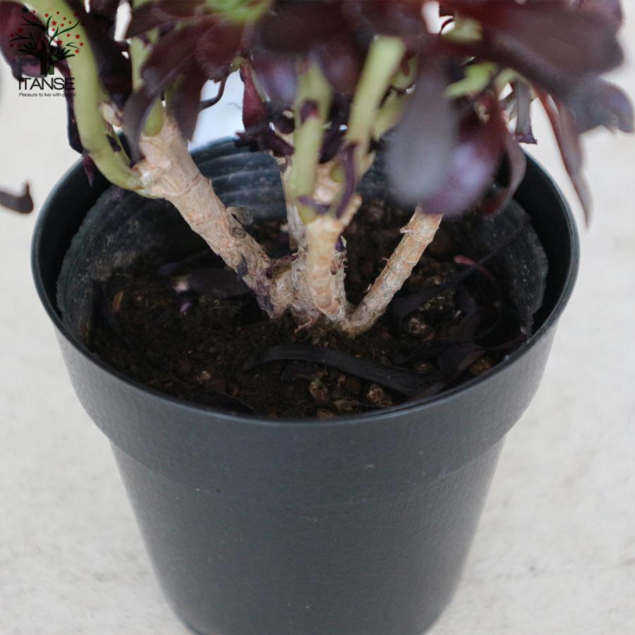 黒法師 (クロホウシ) 【多肉植物 3.5号ポット】｜ 【植物の