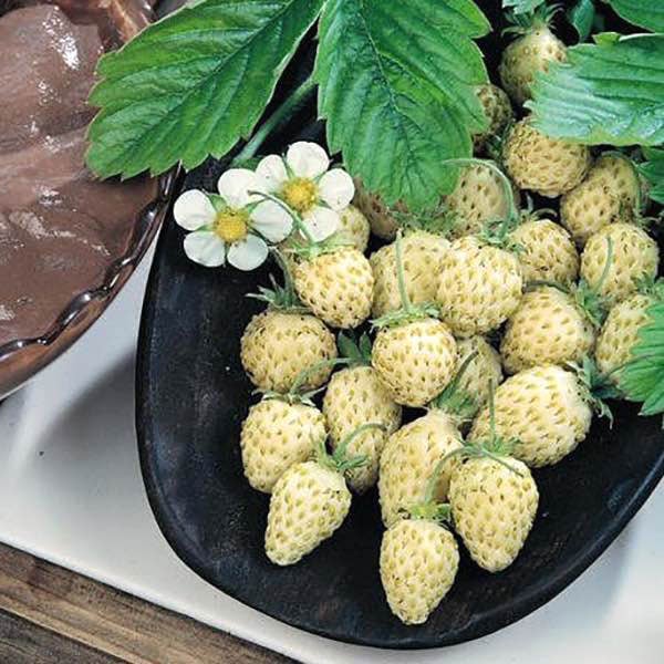 「ワイルドストロベリー白実」9cmポット苗【2個セット】