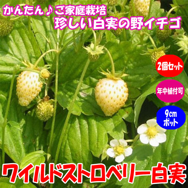 「ワイルドストロベリー白実」9cmポット苗【2個セット】