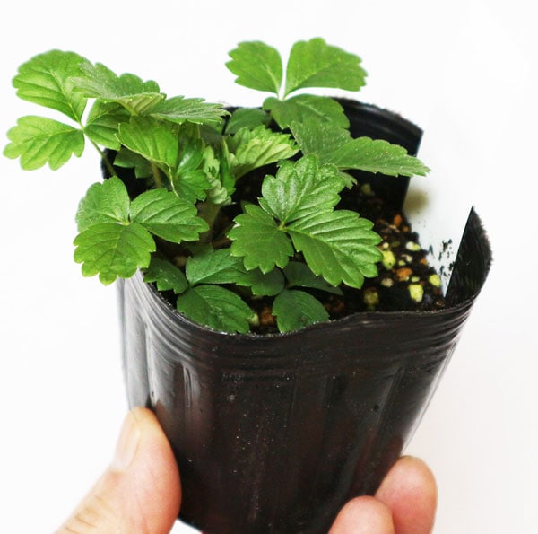 「ワイルドストロベリー白実」9cmポット苗【2個セット】