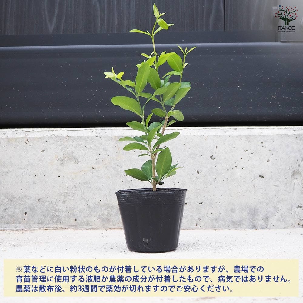 アセロラ TYM 【果樹の苗 10.5cmポット】｜ 【植物のITANSE