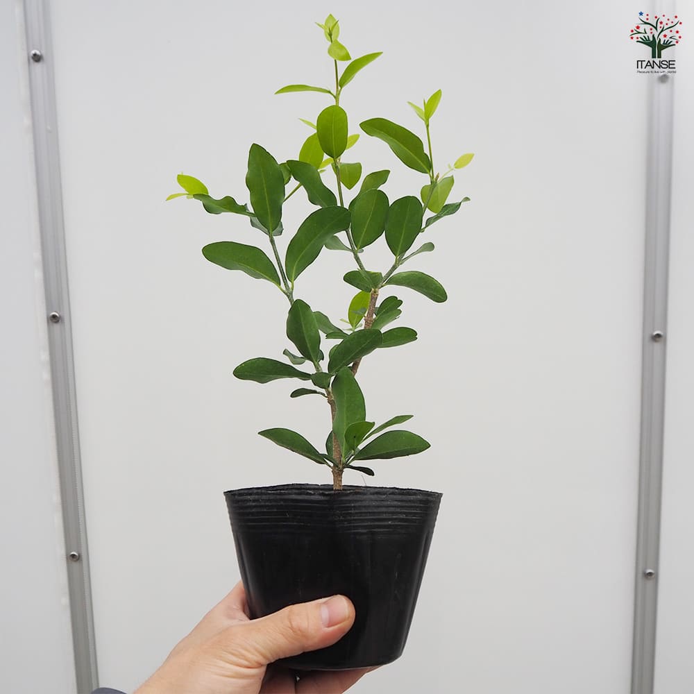 アセロラ 挿し木 (苗) 20株