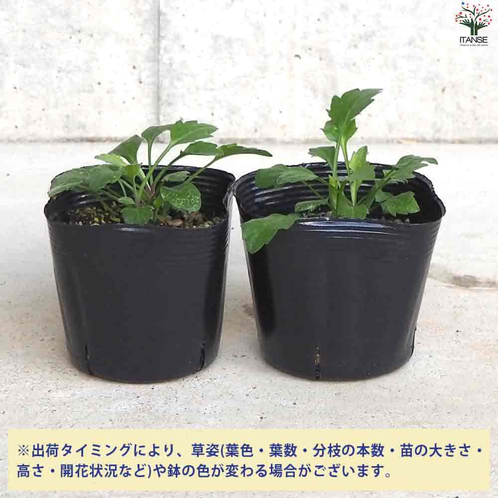 都忘れ(ミヤコワスレ) 紫 【花苗 3.5号ポット】｜ 【植物の