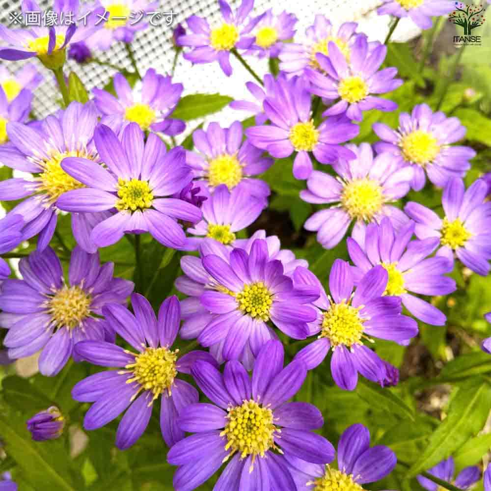 ☘️都忘れ薄紫1苗☘️ ❤抜き苗❤ 選べるおまけつき 無農薬