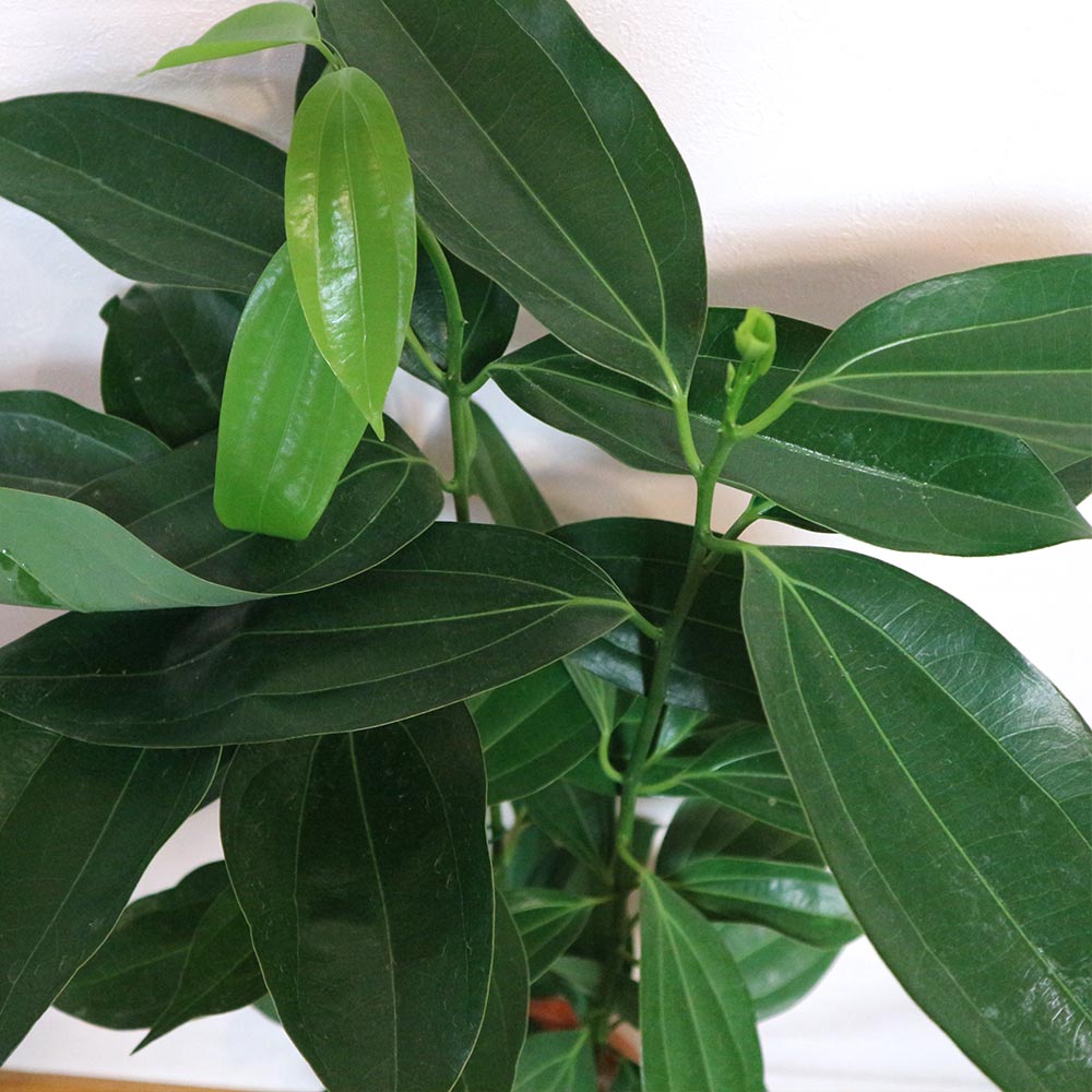 シナモン(セイロン・ニッケイ)【中型 観葉植物 7号鉢／1個】
