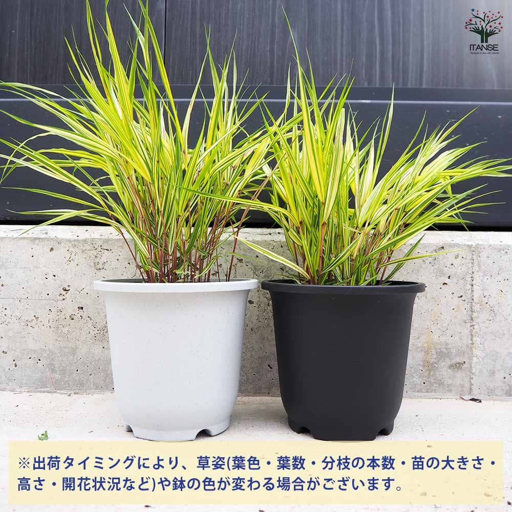 No.28 斑入り風知草の鉢抜き No.28 斑入り風知草の鉢抜き