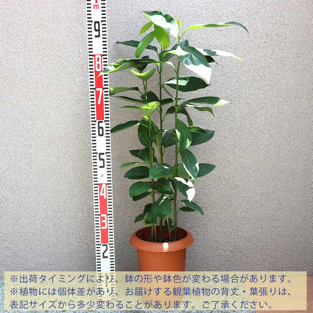 シナモン(セイロン・ニッケイ)【中型 観葉植物 7号鉢／1個】