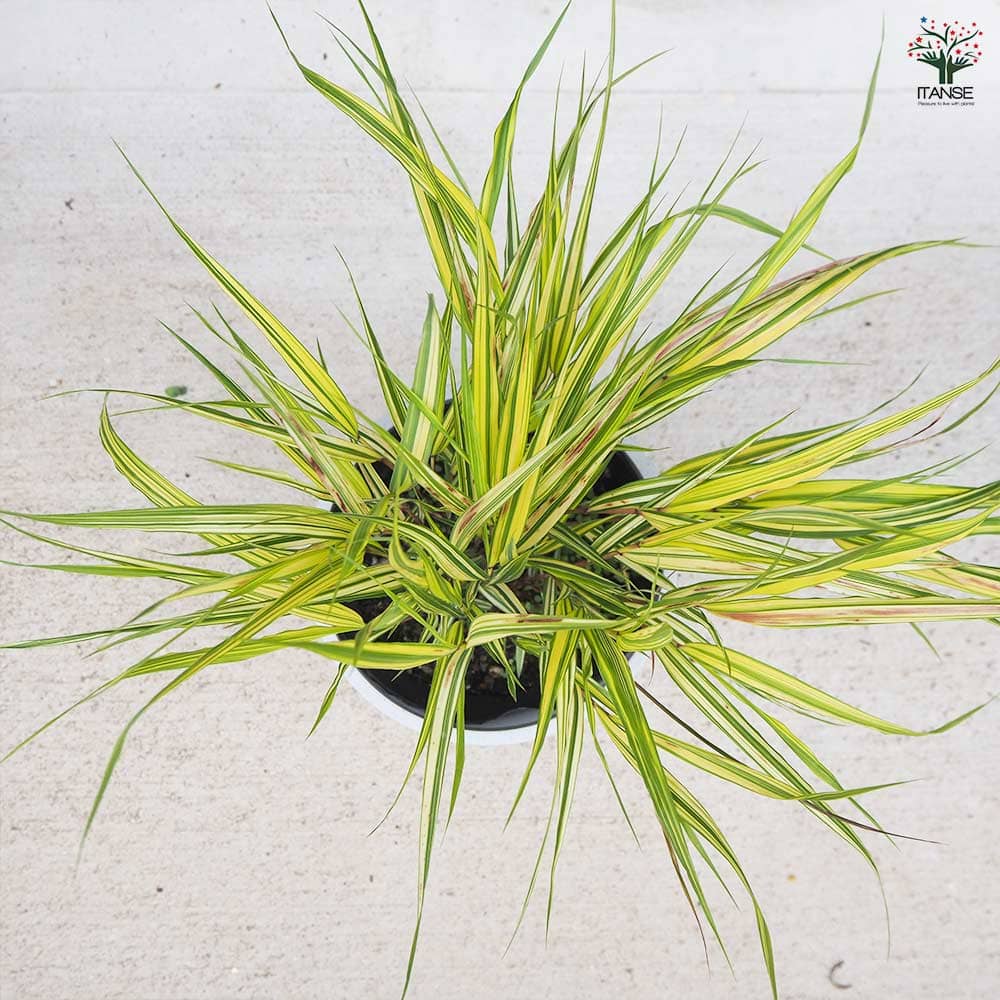 風知草(フウチソウ) 斑入 鉢色見計い 【花苗 5号鉢／1個売り