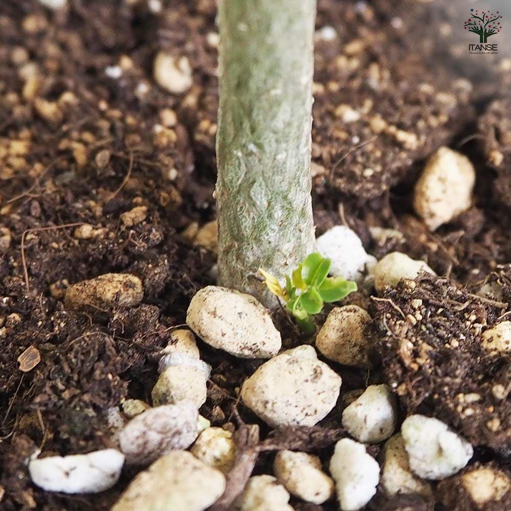 サンショウ 抜き苗 S 多肉植物抜き苗ミックス | 京都 おむろ