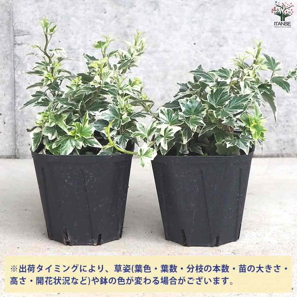 ヘデラ 天使のささやき 【観葉植物 3.5号ポット】