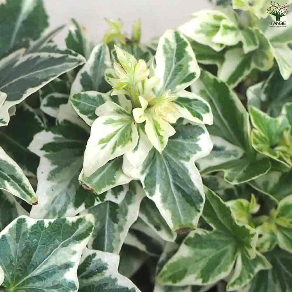 ヘデラ 天使のささやき 【観葉植物 3.5号ポット】