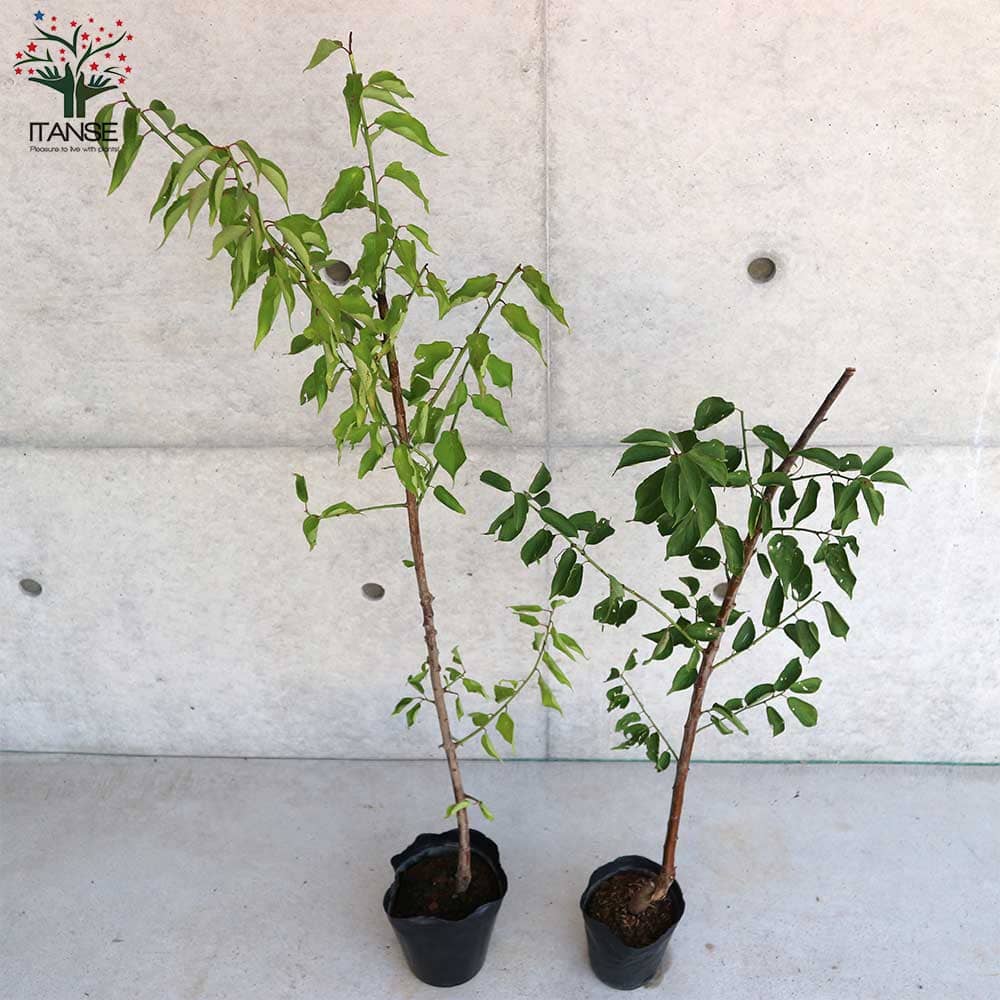 梅の苗木 花香実接木 【果樹の苗木 12～15cmポット／1個売り