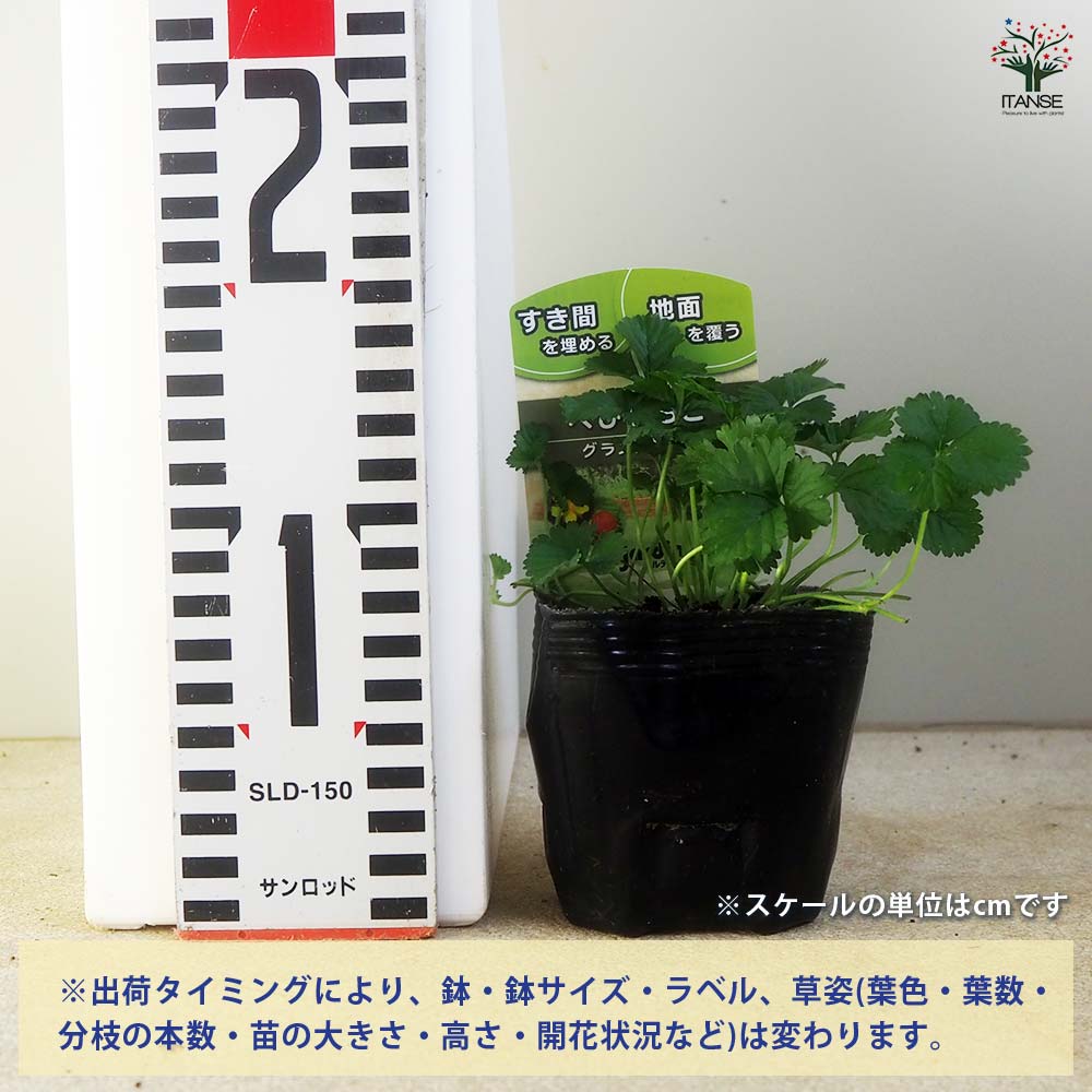 へびいちご2個～ 【花苗 9cm】