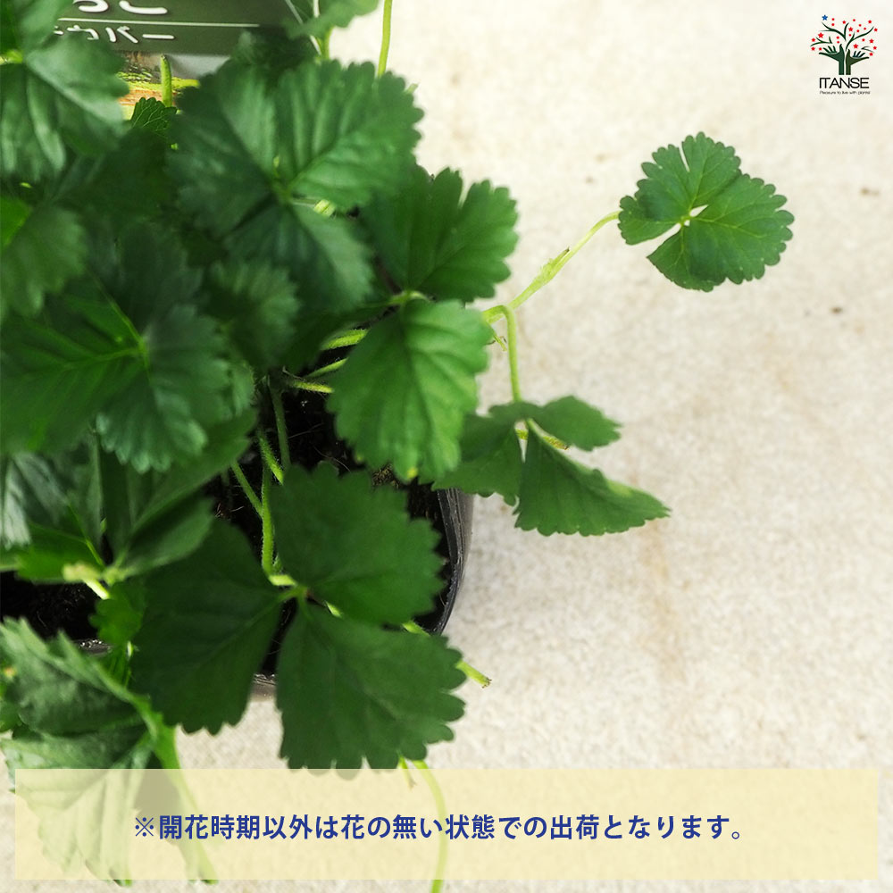 へびいちご2個～ 【花苗 9cm】