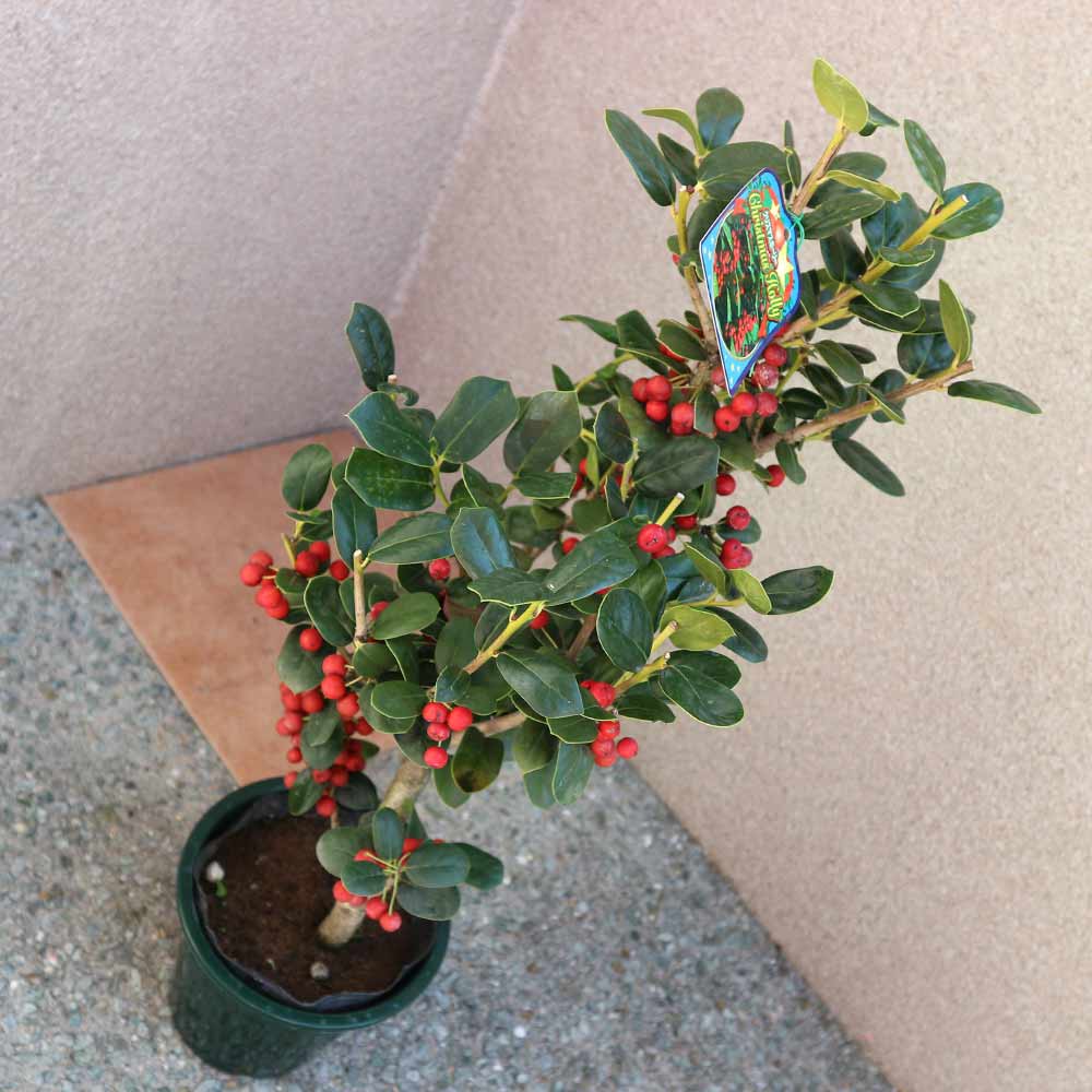 Itanse良品ｾﾚｸﾄ通販