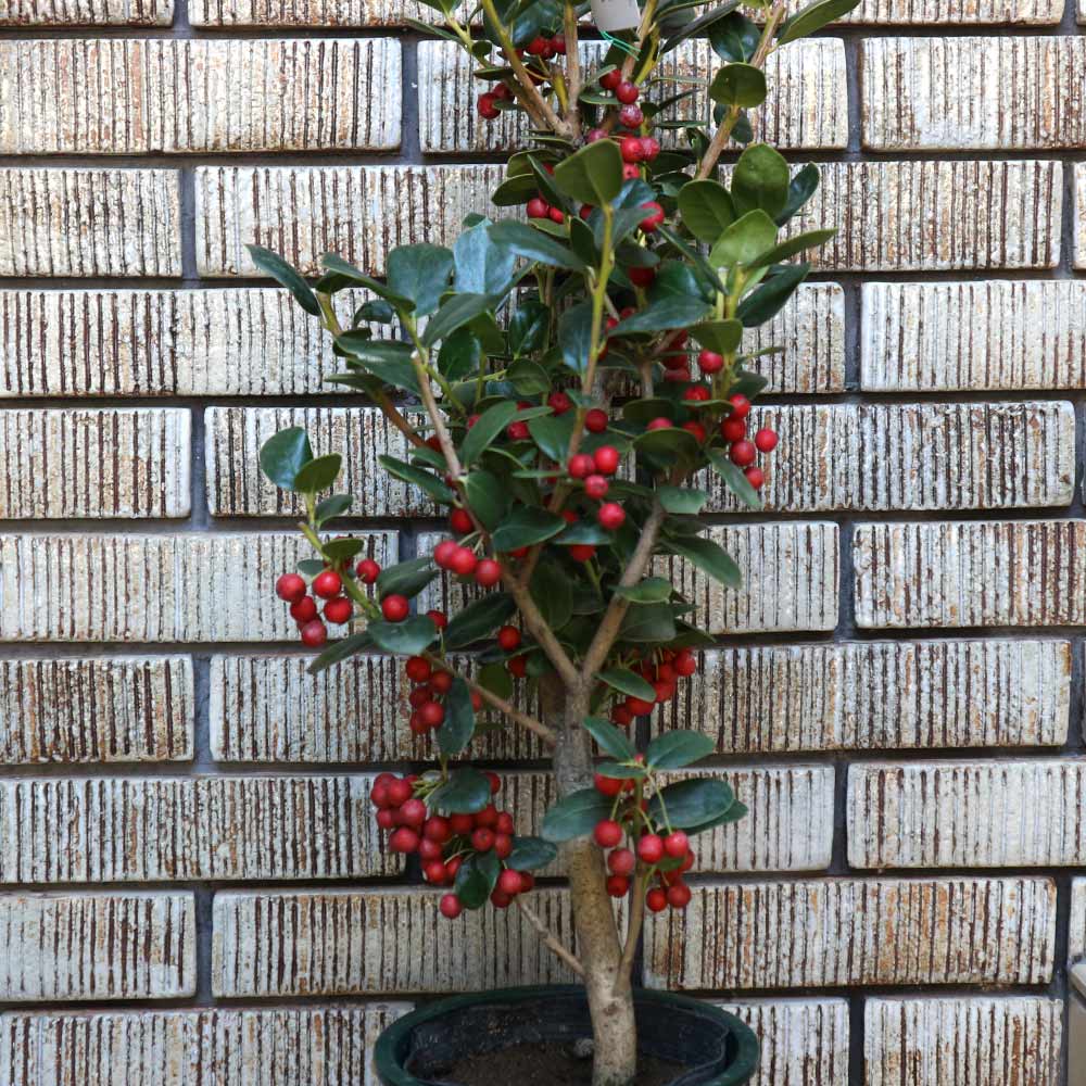 Itanse良品ｾﾚｸﾄ通販