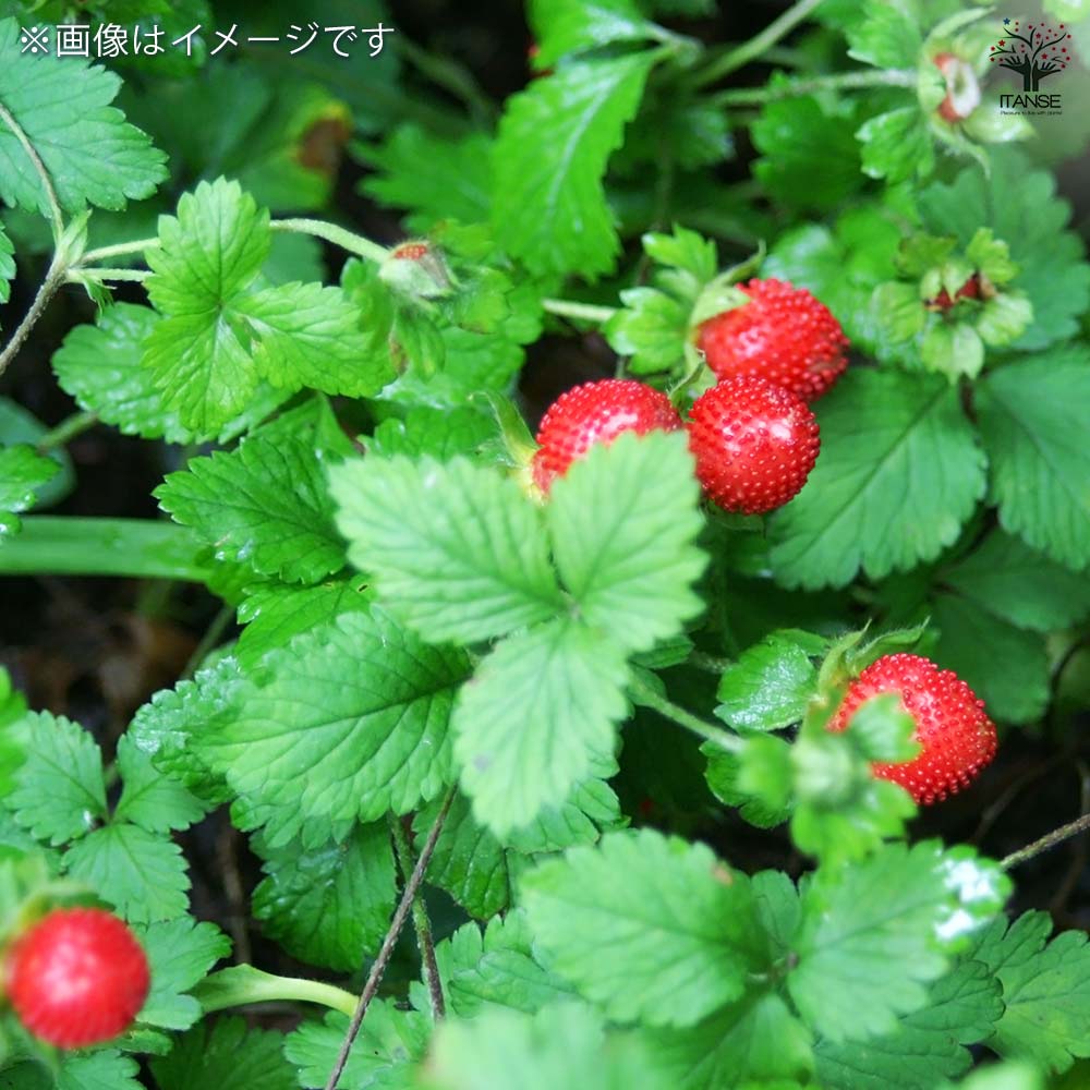 へびいちご2個～ 【花苗 9cm】｜ 【植物のITANSE】全品送料無料