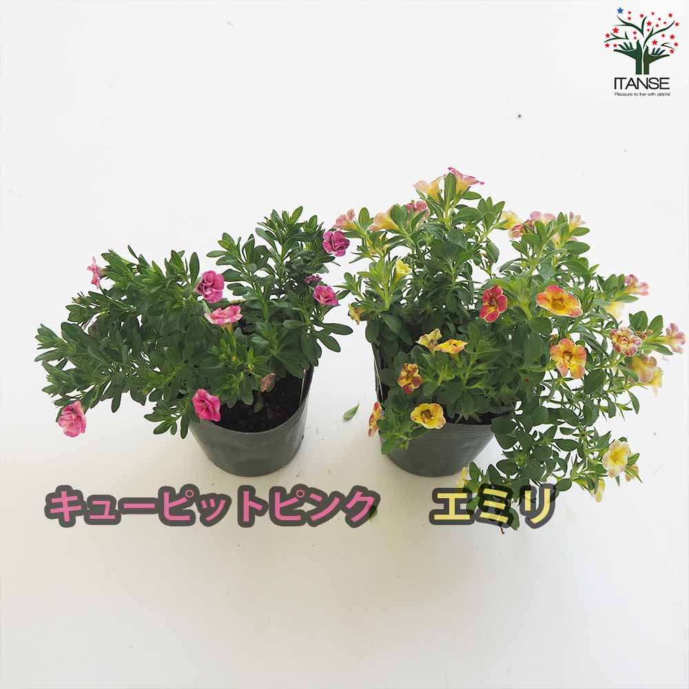 カリブラコア エミリ&キューピットピンク4個～ 【花苗 3.5号