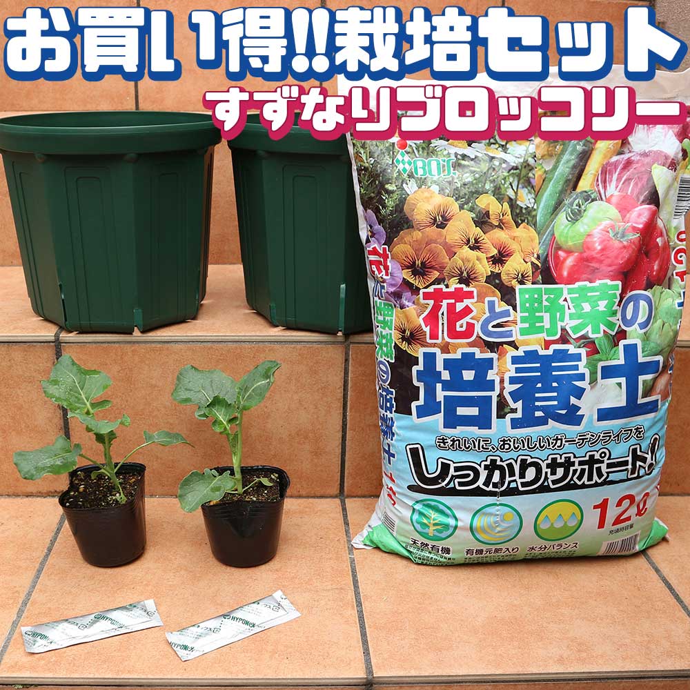 栽培セット すずなりブロッコリー【野菜の苗 9cmポット苗／お買い得2個セット】