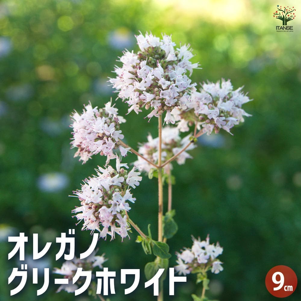 オレガノ グリークホワイト 【ハーブの苗 9cmポット】