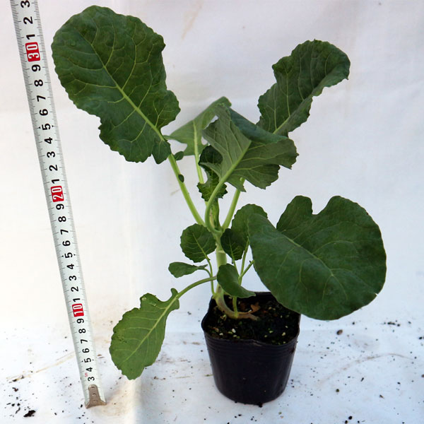 栽培セット すずなりブロッコリー【野菜の苗 9cmポット苗／お買い得2個セット】