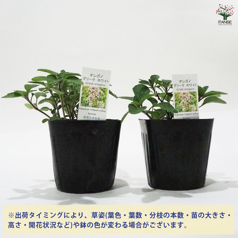 オレガノ グリークホワイト 【ハーブの苗 9cmポット】