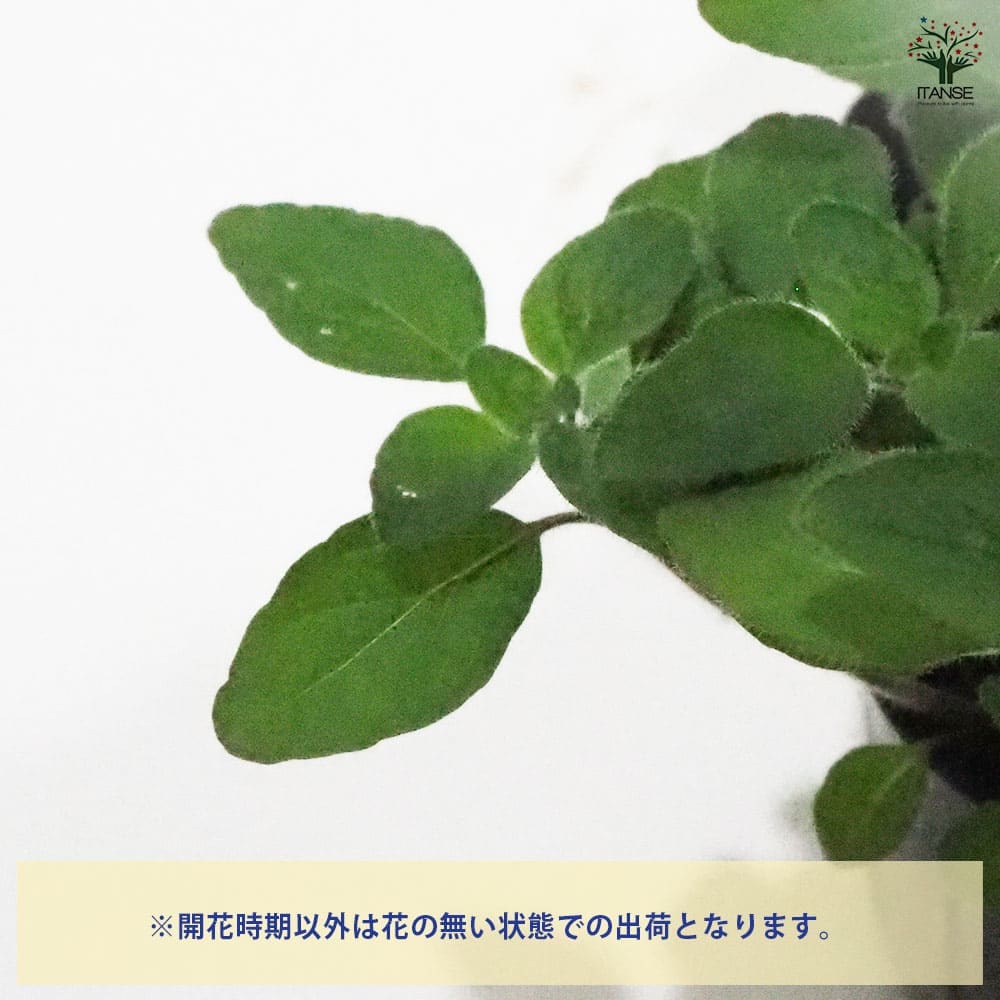 オレガノ グリークホワイト 【ハーブの苗 9cmポット】