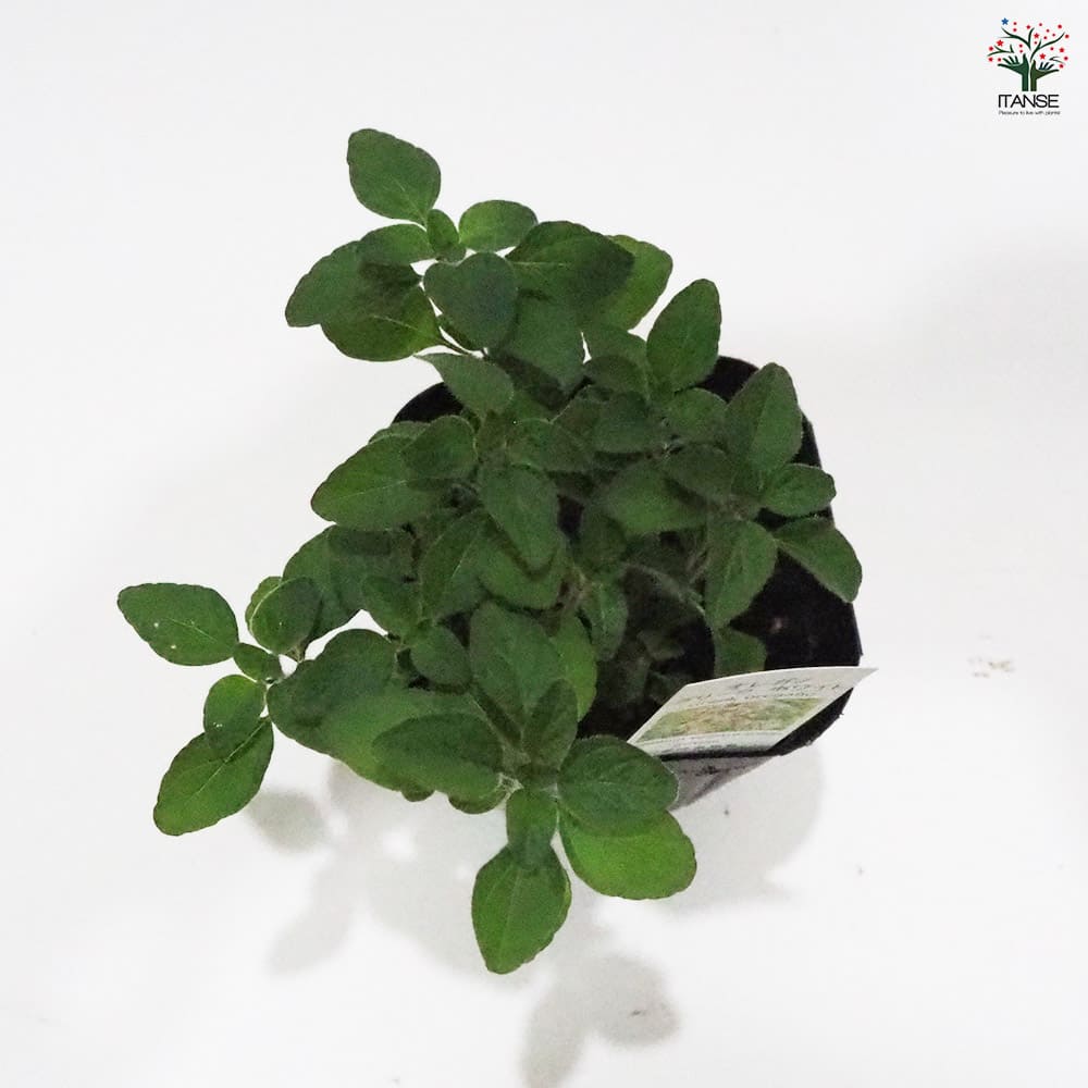 オレガノ グリークホワイト 【ハーブの苗 9cmポット】