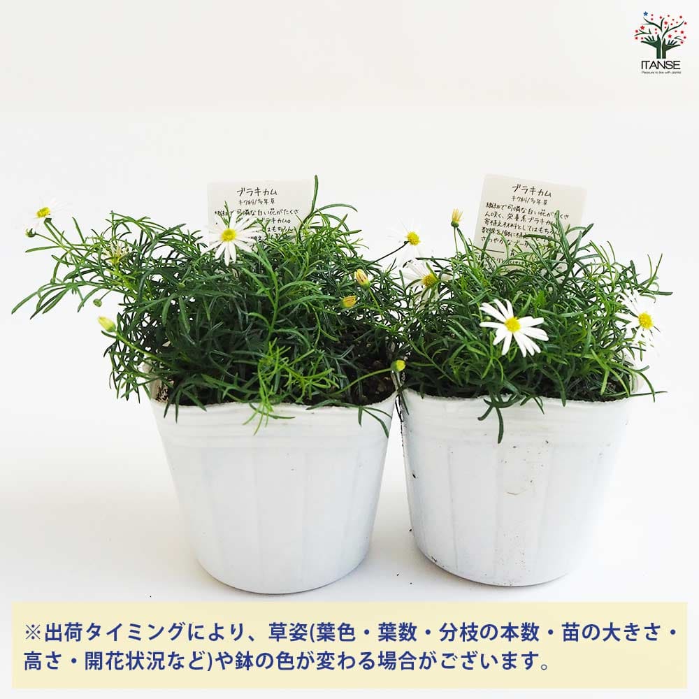 ブラキカム ホワイティ 【花苗 3号ポット】｜ 【植物のITANSE