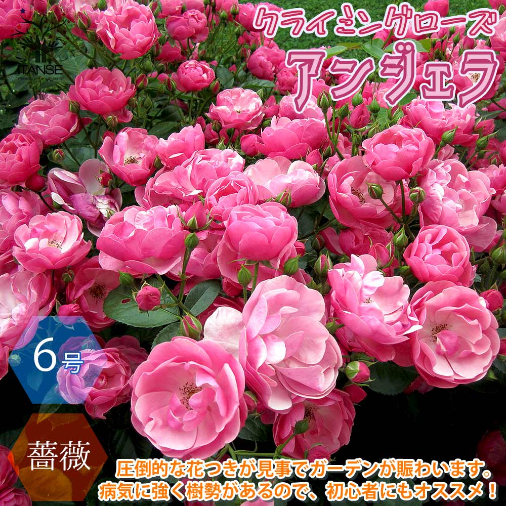 薔薇 つるバラ アンジェラ クライミングローズ【花苗 6号ポット／1個売り】