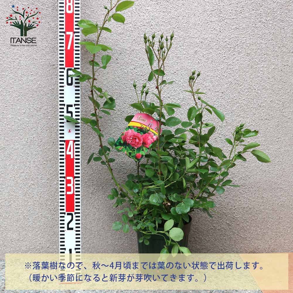 薔薇 つるバラ アンジェラ クライミングローズ【花苗 6号ポット／1個売り】