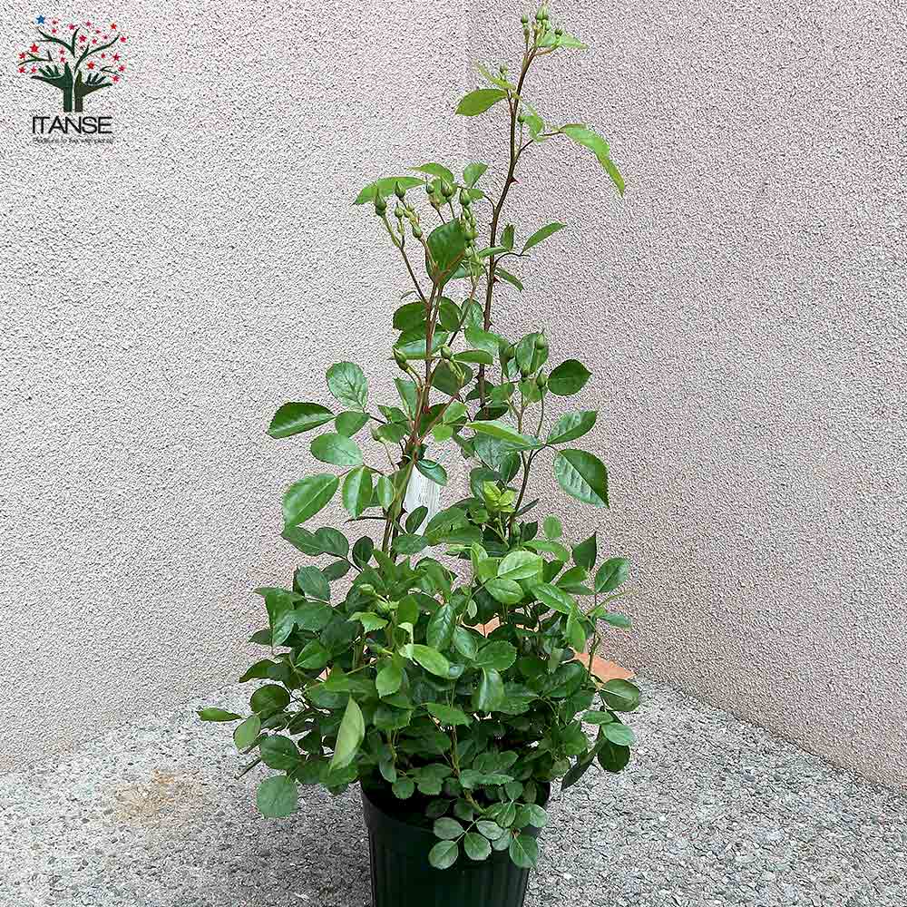 薔薇 つるバラ アンジェラ クライミングローズ【花苗 6号ポット／1個売り】