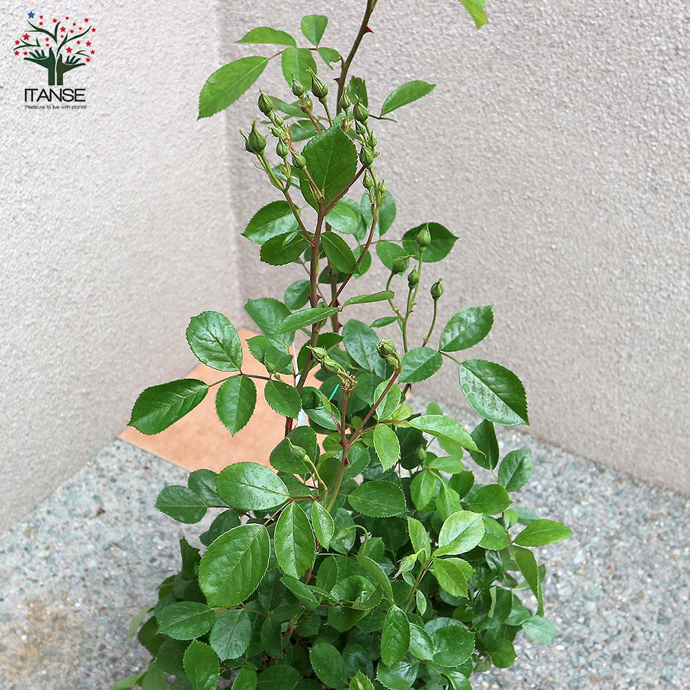 薔薇 つるバラ アンジェラ クライミングローズ【花苗 6号ポット／1個売り】