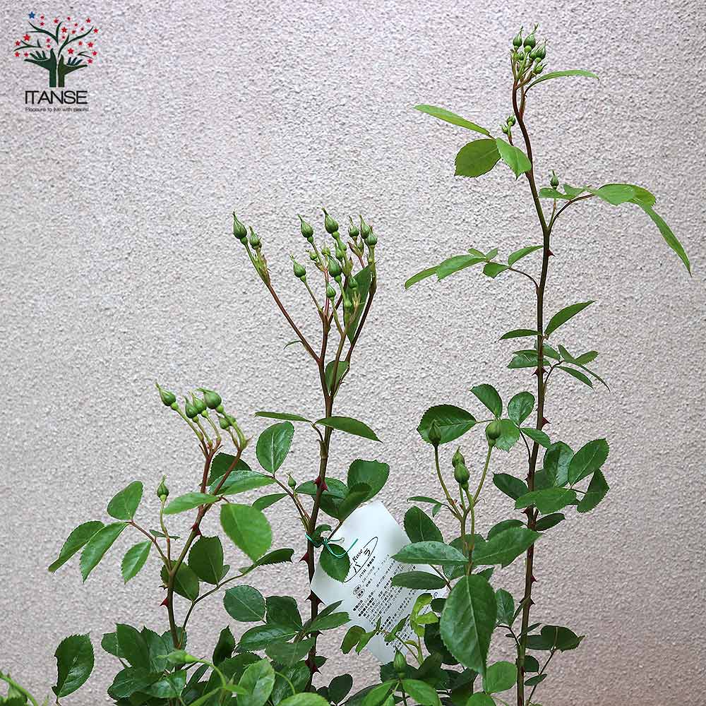 薔薇 つるバラ アンジェラ クライミングローズ【花苗 6号ポット／1個売り】