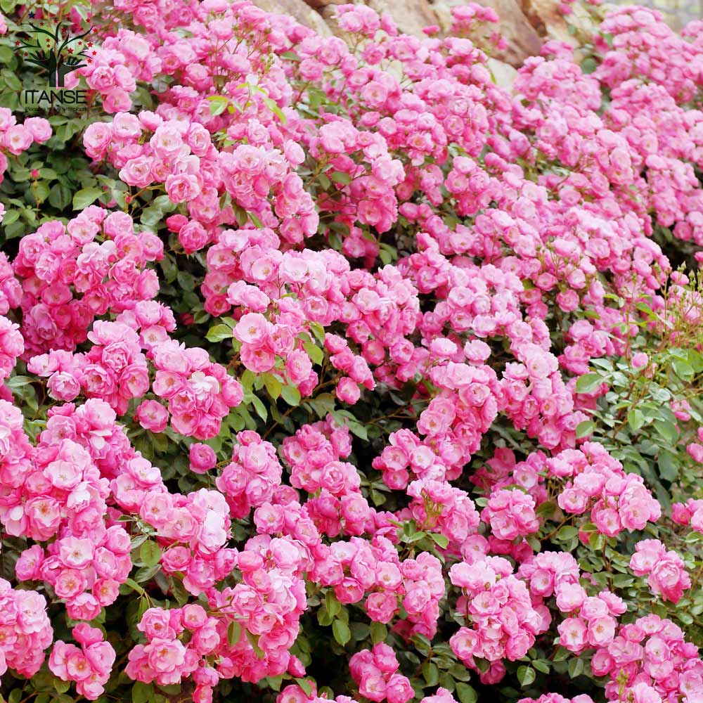 薔薇 つるバラ アンジェラ クライミングローズ【花苗 6号ポット／1個売り】