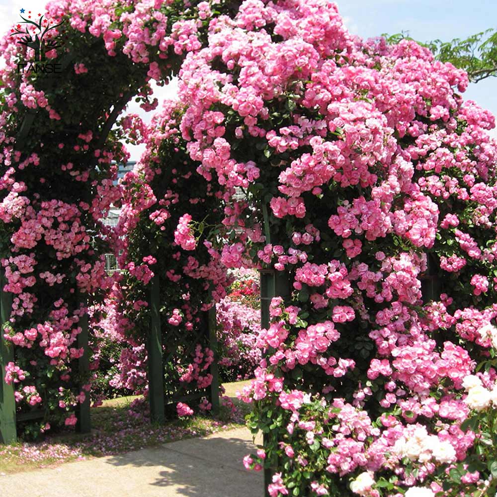 薔薇 つるバラ アンジェラ クライミングローズ【花苗 6号ポット／1個売り】