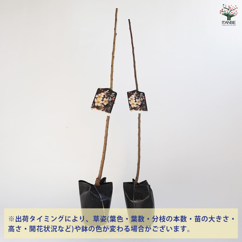 花梅の苗木 白花一重 【花木苗 4～5号／1個売り】｜ 【植物の