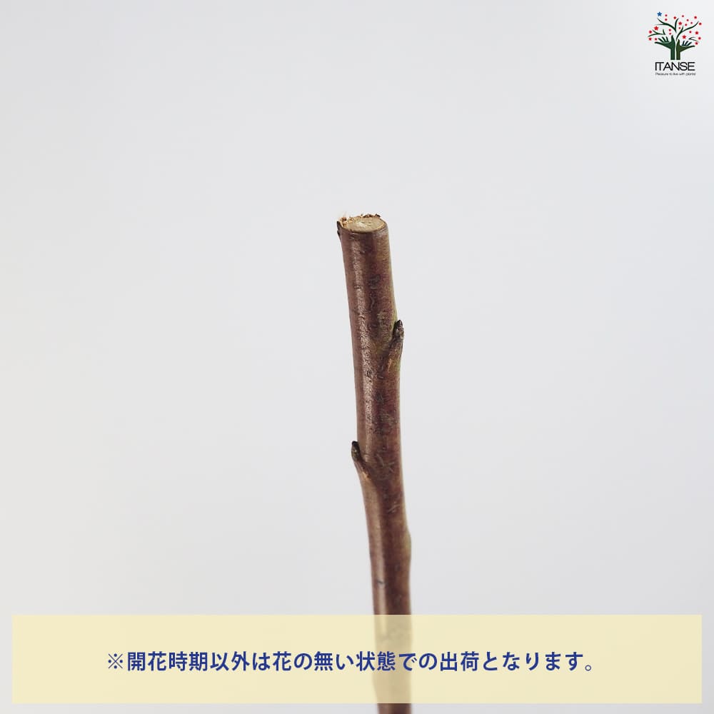 花梅の苗木 白花一重 【花木苗 4～5号／1個売り】｜ 【植物の