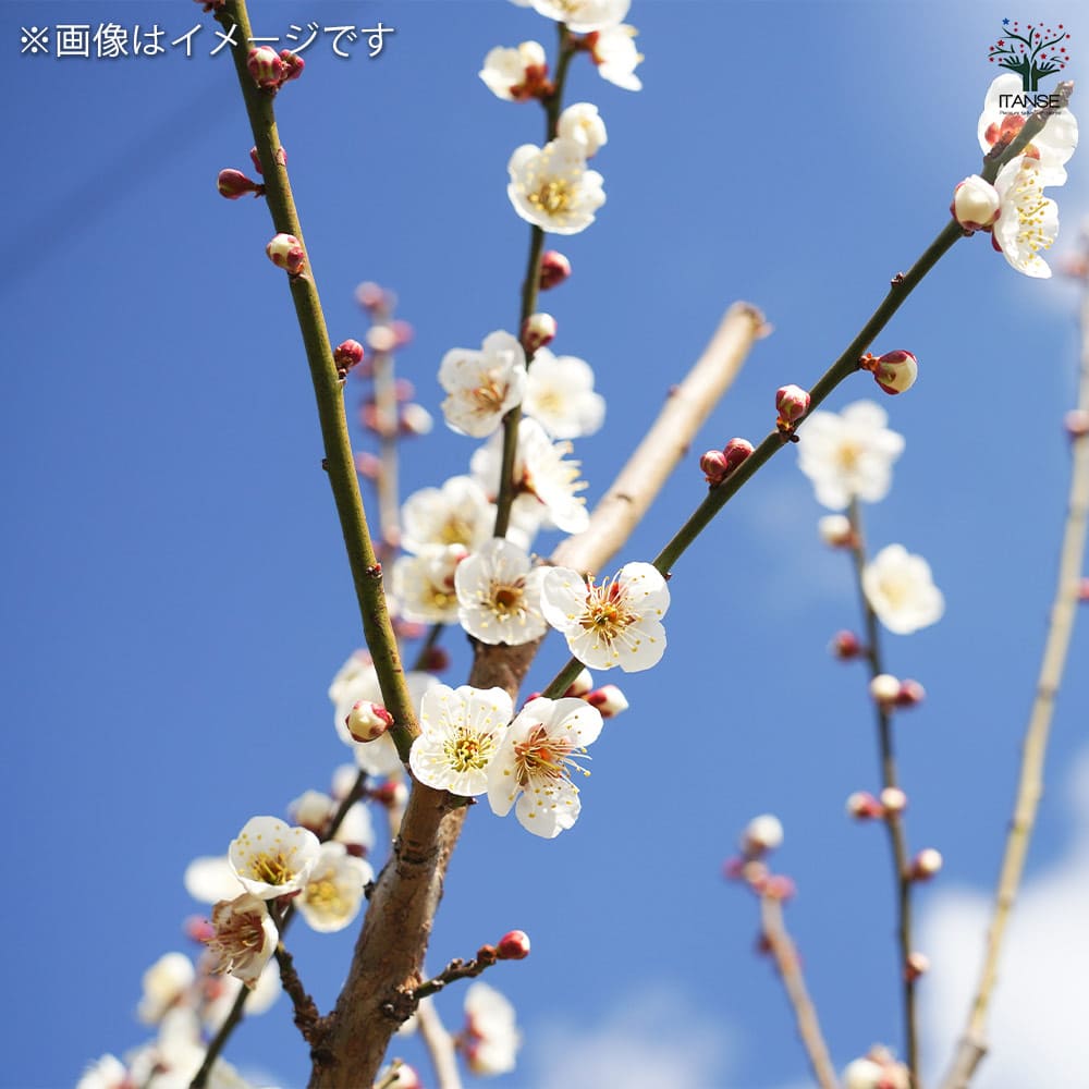 花梅の苗木 白花一重 【花木苗 4～5号／1個売り】｜ 【植物の