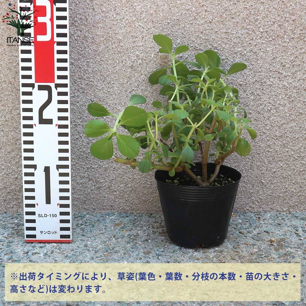 マンジェリコン【ハーブ苗3.5号／1個～】｜ 【植物のITANSE