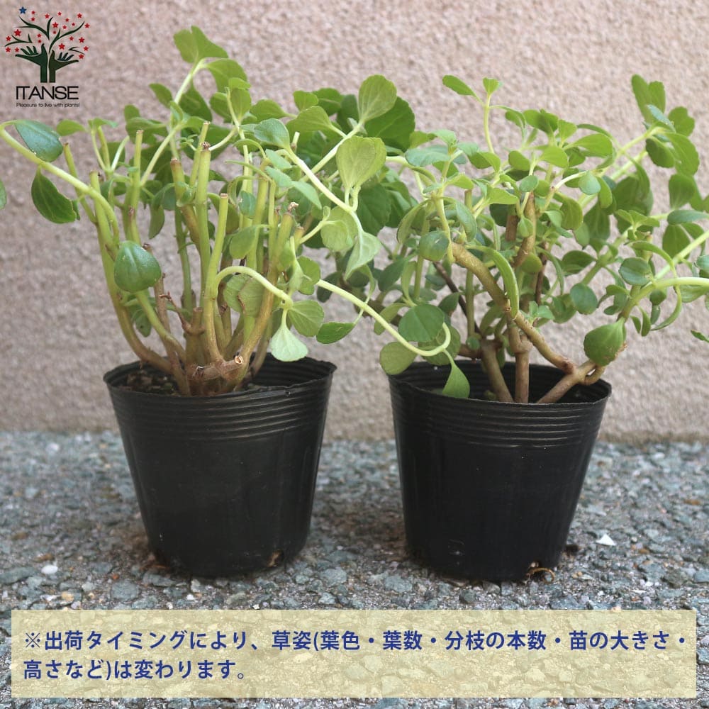 沖縄マンジェリコン　多肉植物 抜き苗　高さ約45センチ横幅約60センチ マンジェリコン【ハーブ苗3.5号／1個～】｜ 【植物のITANSE