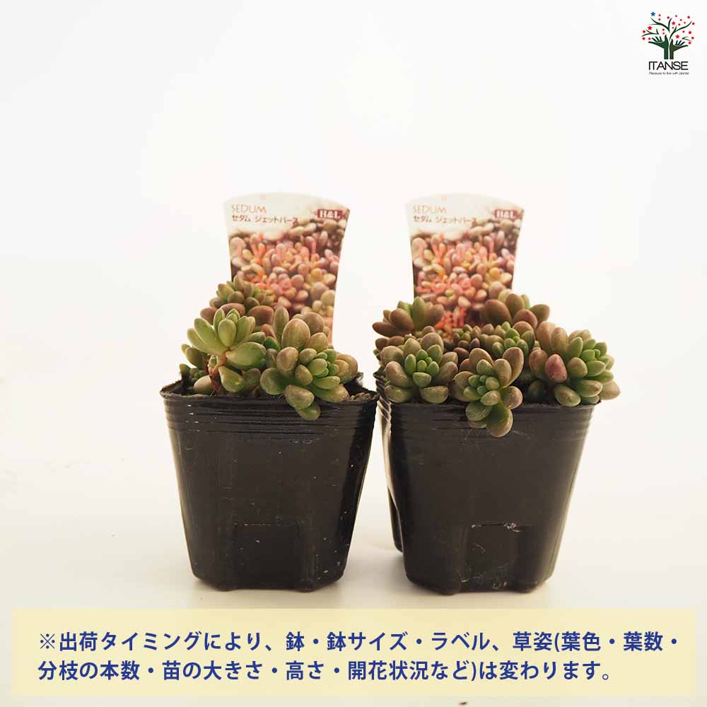 セダム ジェットバース 【多肉植物 2.5～3号】｜ 【植物のITANSE