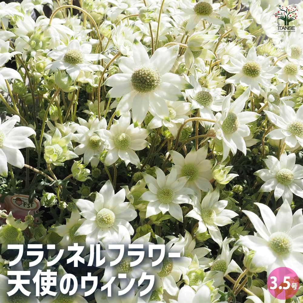 フランネルフラワー 天使のウィンク 【花苗 3.5号】｜ 【植物の
